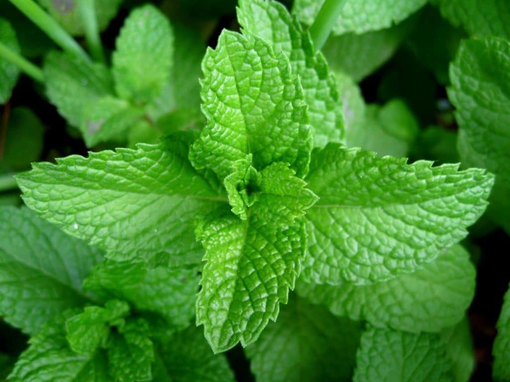 Todo lo que necesitas saber acerca de menta